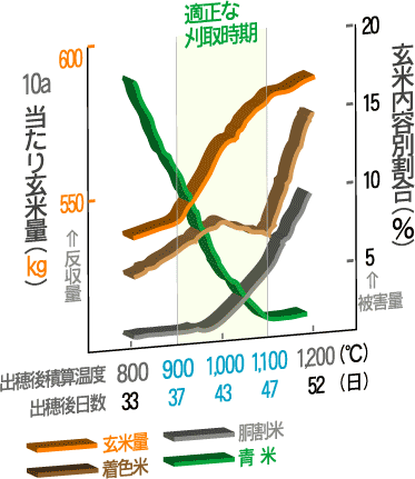 稲刈りの、刈取り適期グラフ
